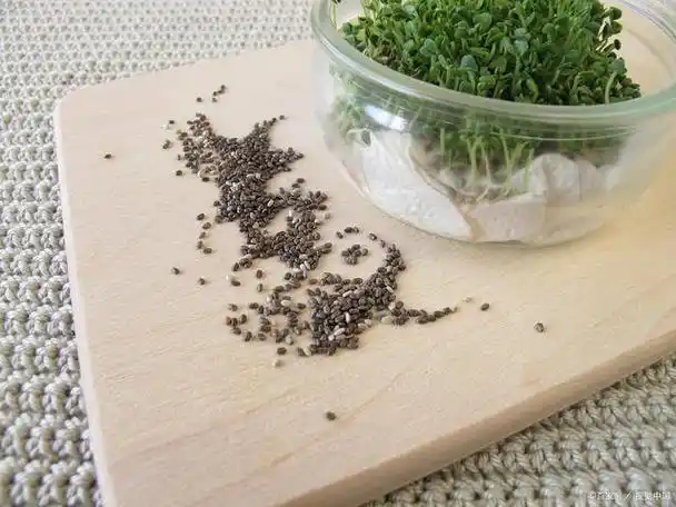 满天星种子种植方法(满天星种子种植方法图解)