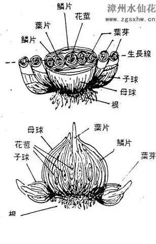 水仙的各部位名称,要图,给400分