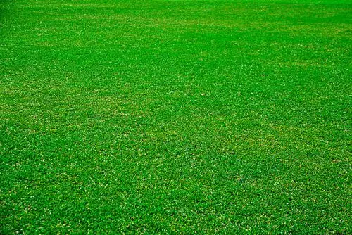 绿茵草地图片_全景网