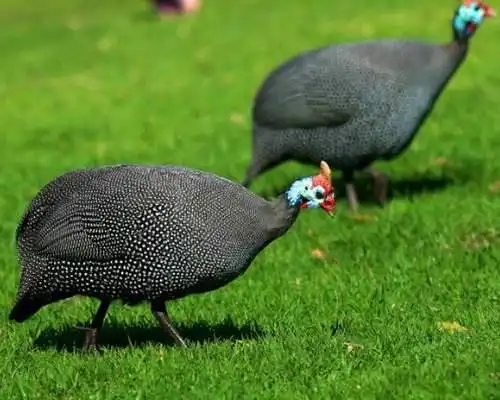 珍珠鸡怎么分公母对照图来了它是保护动物或者算野味吗