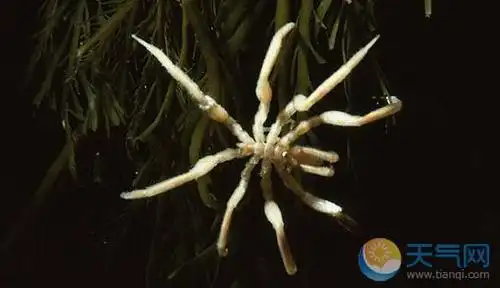 南极现巨型蜘蛛:巨型海蜘蛛是世界最大的蟹类,体长3米.