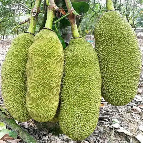 菠萝蜜海南新鲜水果包邮当季40斤非越南红整个菠萝蜜