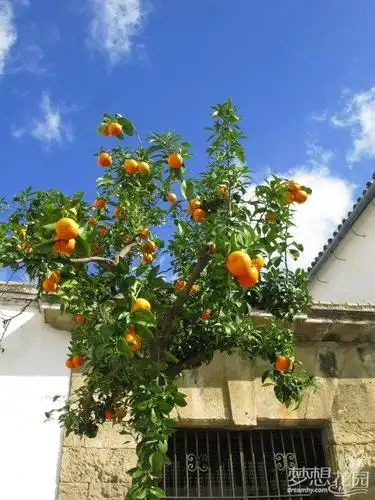 庭院适合种植的果树种类