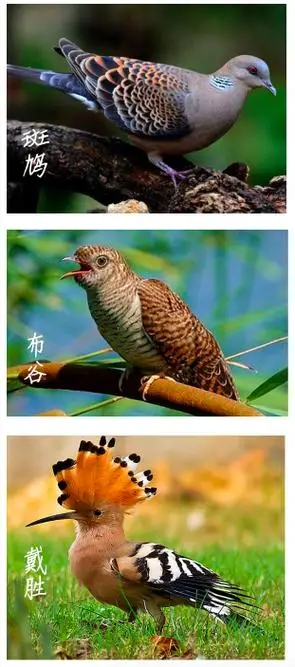 布谷鸟(布谷鸟叫声)