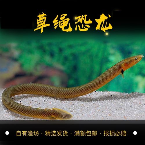 热带鱼古代鱼草绳恐龙鱼九角龙活体鱼观赏淡水鱼水族宠物稀有奇特