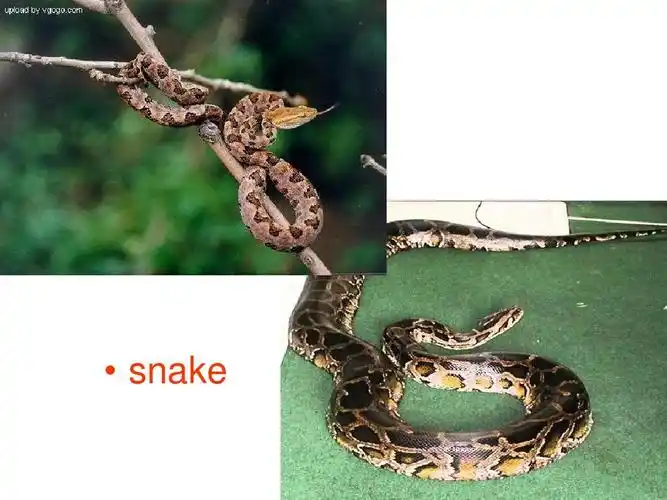 新目标八年级英语下unit8sectionb 1a-2c课件ppt