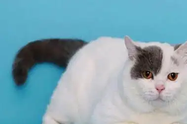 养宠经验:净梵猫的耳螨一直挠,猫咪的耳螨都会挠吗