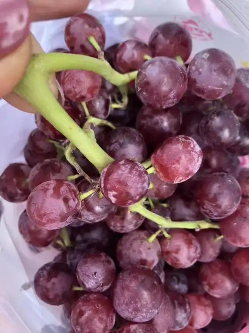 新疆玻璃脆葡萄好不好吃