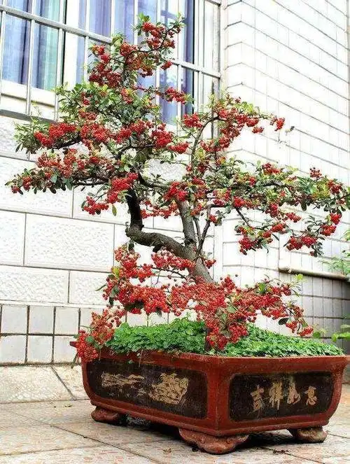 农村山上的1种树,人称"红子刺",是极好的盆景树,来看看