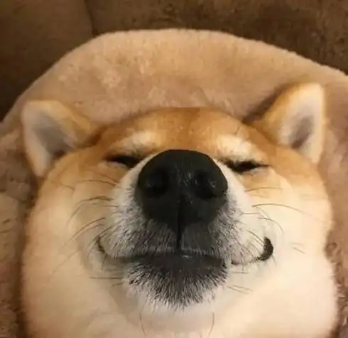 柴犬人头像搞笑 坏笑