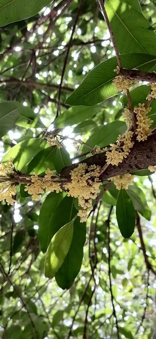 国庆中秋双节期间,约三,五好友择一偏静桂花树下放张小桌子,品茶聊天,