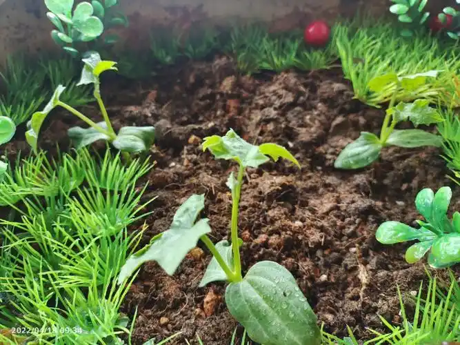 想着那些盆弃之可惜,留之无用,那就种点皮实点的吧,家里育有丝瓜苗,趁