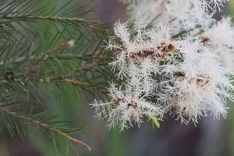 喀什ys澳洲茶树纯露有机澳洲茶树纯露-广州垣鑫贸易有限公司