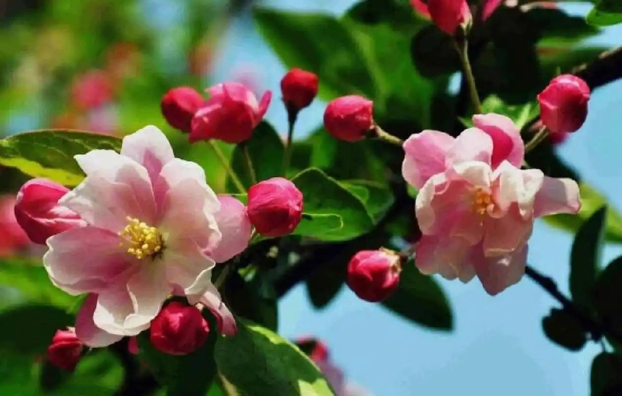 海棠花的花语是苦恋 海棠花的花语是苦恋,美丽,离愁,海棠花还有一个很