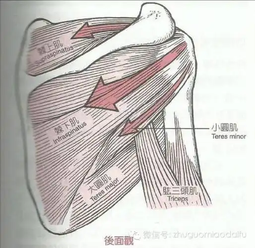 留言解读——【肩关节活动受限】_肩胛