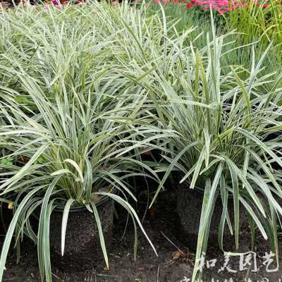 银边细麦冬 兰花三七 多年生花镜植物 银边沿阶草 庭院观赏草包邮
