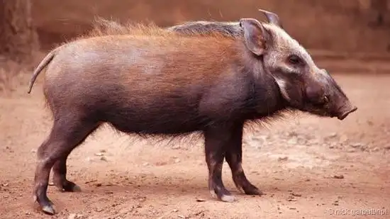 一头非洲灌丛野猪.