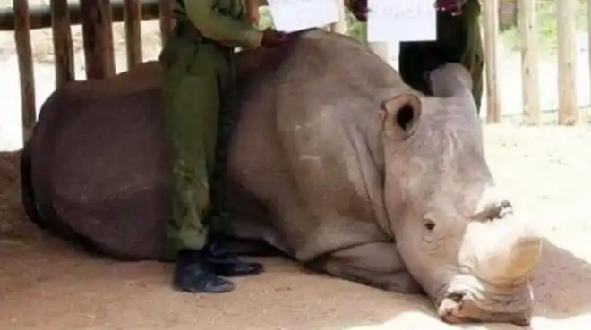 世界上最珍贵的动物全球仅剩一只特种兵24小时持枪守护着