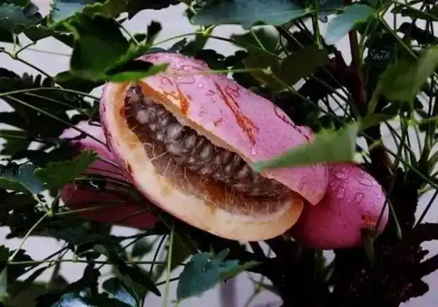 25种高价值珍稀水果,听说能认出5种的就被封为超级牛人!(一)