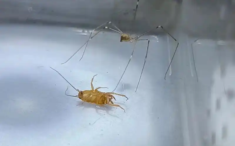 【记录】西班牙产holocnemus属幽灵蛛