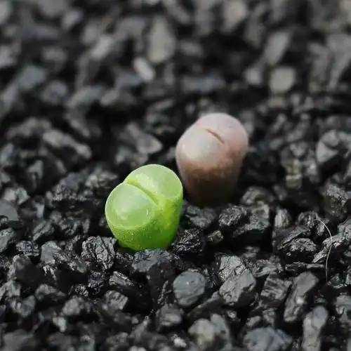 多肉植物种子生石花种子 屁股花 进口混合种子 kk 多肉种子 包邮