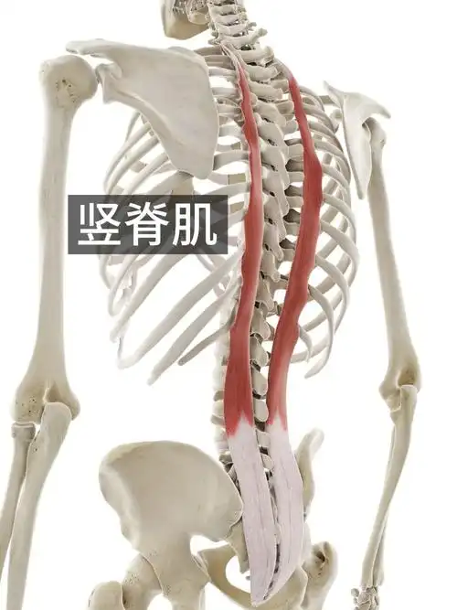 浅层肌群:是包裹身体外层的大块肌群,如:竖脊肌,背阔肌等等.