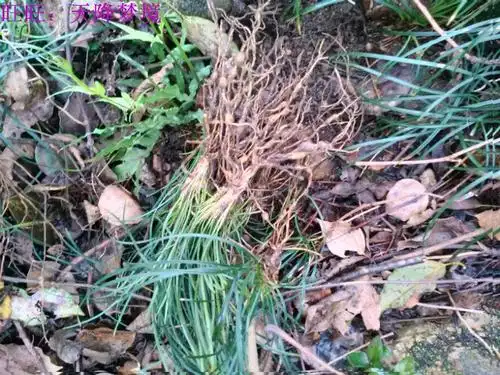 野生草药材新鲜麦冬根沿阶草书带草麦门冬寸冬现挖麦冬根部500克