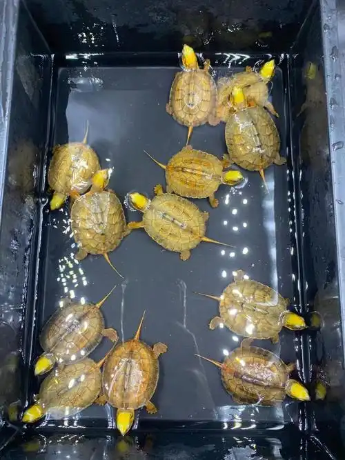 极品海南金钱龟苗