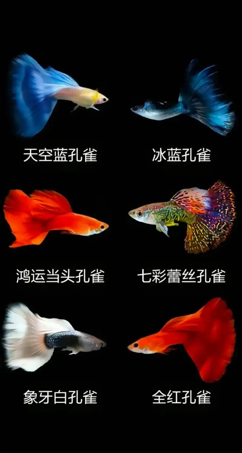 宝子们我回来啦 有段时间没有更新了 先来看下孔雀鱼部分分类与 - 抖