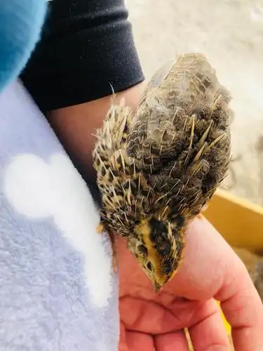 长大后的鹌鹑没有小时候可爱,不过40天左右母鹌鹑就可以生蛋啦.