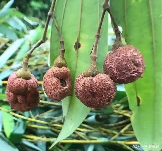 肉桂树上长出这种奇怪果实,其实是一种病害