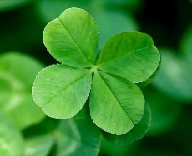 心理学:摘下一片四叶草,测你最近会有什么惊喜发生