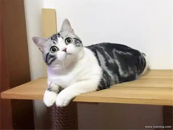 美国短毛猫发腮吗?美短发腮吃什么?