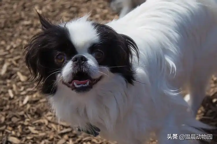 日本狆多少钱一只(虽然) - 价格百科