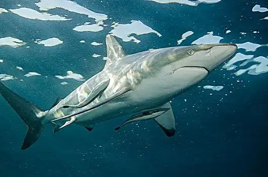 海洋,鲨鱼,长鳍真鲨,鮣鱼,南非
