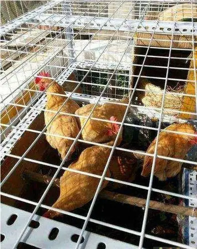 阳台养鸡现场各地阳台,后院,楼顶家庭发酵床养鸡现场图做鸡笼的方法多