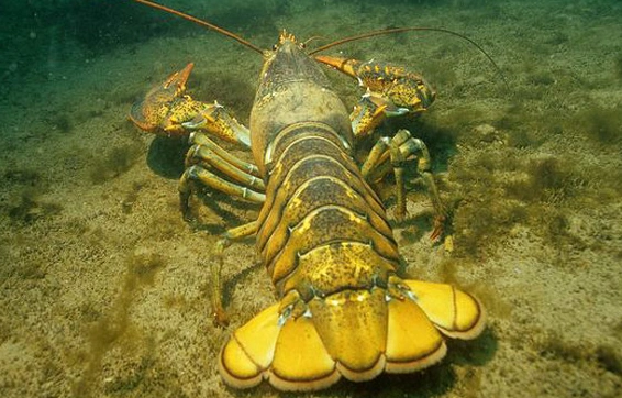 大个头的美洲螯龙虾,你了解吗?