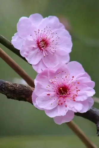 偷来樱瓣三分紫 借得梅心一缕魂