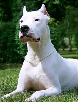 【狗狗】大宠物狗_狗狗品种_狗类大全图片带名字带价