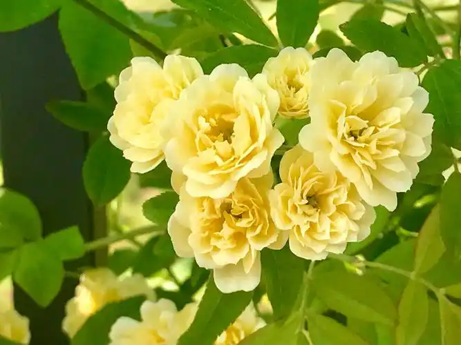 按我的初浅理解,黄(白)蔷薇实际上就是木香花.