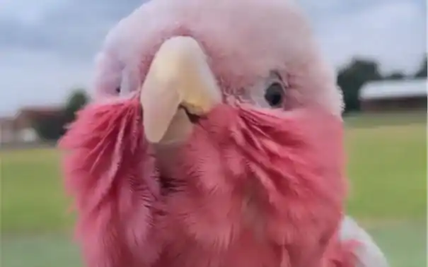 hirinnie是可爱滴粉红凤头鹦鹉