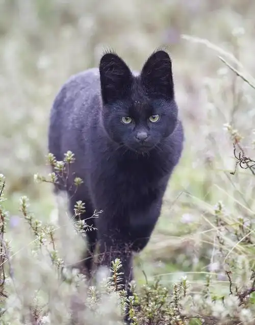 是的,它也是薮猫,是一些薮猫种群中的黑化个体.