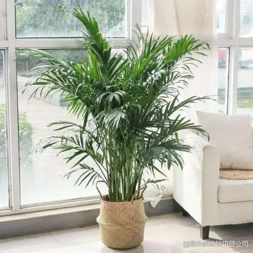 散尾葵有哪些作用1,清除室内空气中的有害气体,在室内摆放一盆散尾葵