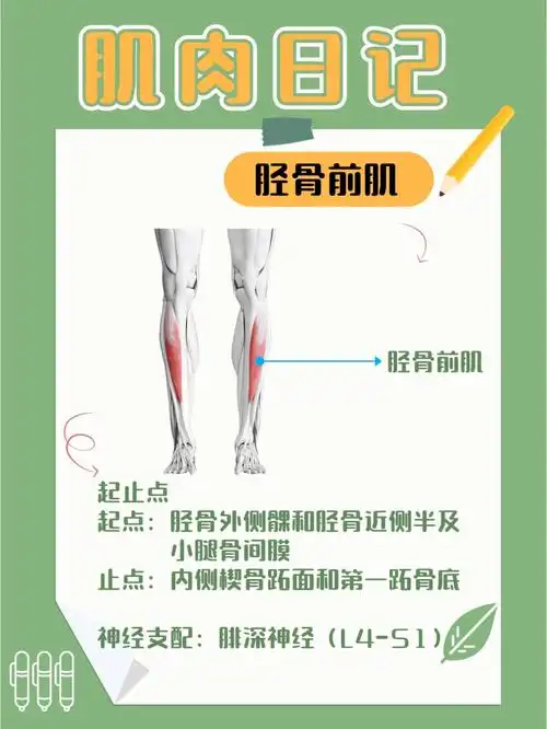 肌肉日记之胫骨前肌