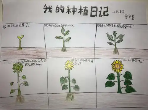 心若向阳 吐露芬芳——七里小学种植节活动侧记 写美篇  向阳而开的花
