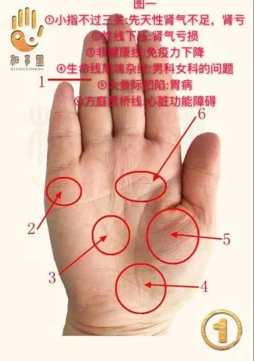 手掌线图解女命运线_财运线手掌图_手掌生命线