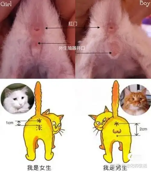 有经历过小公猫变成母猫吗?