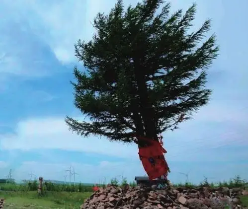 植树节从荒丘沙地到绿色海洋三代人耕耘改变塞罕坝的命运
