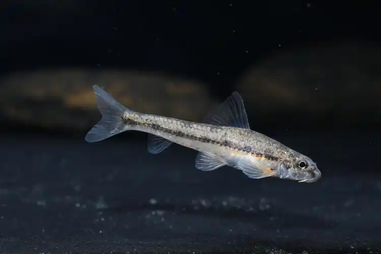 长江流域主要鱼类