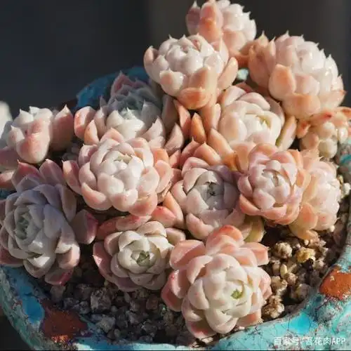 这种多肉可白可粉,可甜可盐!一到深秋就红润透亮,普及率超高